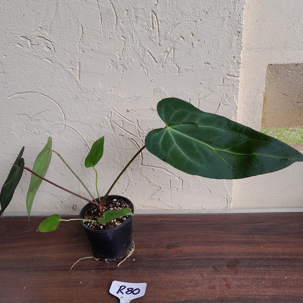 #R80 Dark, Narrow Anthurium NOID