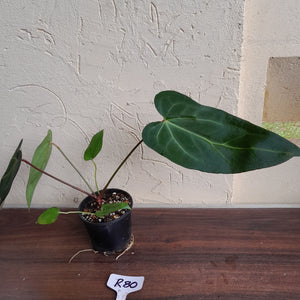 #R80 Dark, Narrow Anthurium NOID