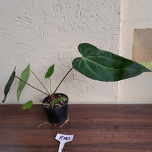 Load image into Gallery viewer, #R80 Dark, Narrow Anthurium NOID