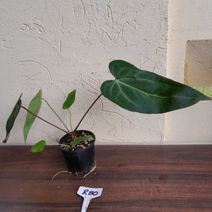 #R80 Dark, Narrow Anthurium NOID