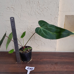 #R80 Dark, Narrow Anthurium NOID