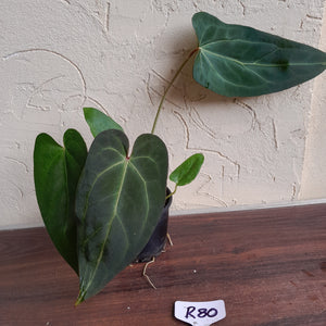 #R80 Dark, Narrow Anthurium NOID