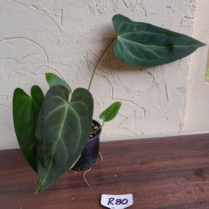 #R80 Dark, Narrow Anthurium NOID