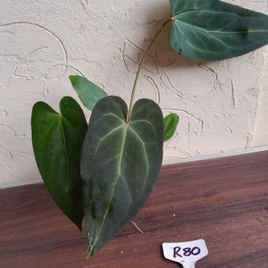 #R80 Dark, Narrow Anthurium NOID