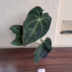 #R107 Dark Anthurium Magnificum x Black Panther