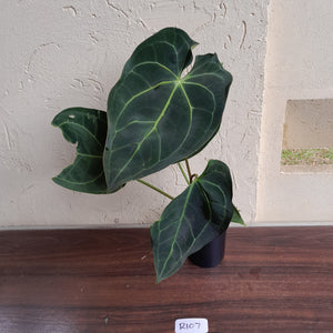 #R107 Dark Anthurium Magnificum x Black Panther