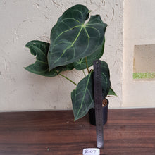 Load image into Gallery viewer, #R107 Dark Anthurium Magnificum x Black Panther