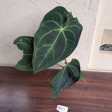 Load image into Gallery viewer, #R107 Dark Anthurium Magnificum x Black Panther