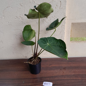 #R107 Dark Anthurium Magnificum x Black Panther