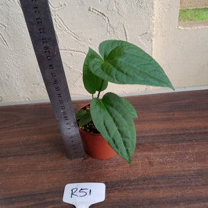 #R51 Anthurium Papillilaminum x Luxurians - With Pup