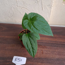 Load image into Gallery viewer, #R51 Anthurium Papillilaminum x Luxurians - With Pup