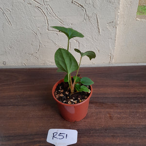 #R51 Anthurium Papillilaminum x Luxurians - With Pup