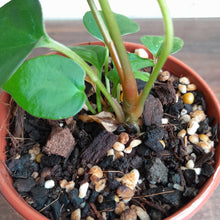 Load image into Gallery viewer, #R51 Anthurium Papillilaminum x Luxurians - With Pup