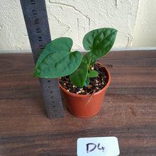 Load image into Gallery viewer, #D4 Anthurium Papillilaminum x Luxurians