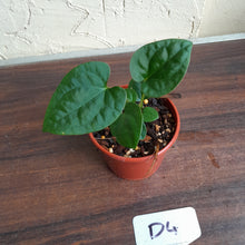 Load image into Gallery viewer, #D4 Anthurium Papillilaminum x Luxurians