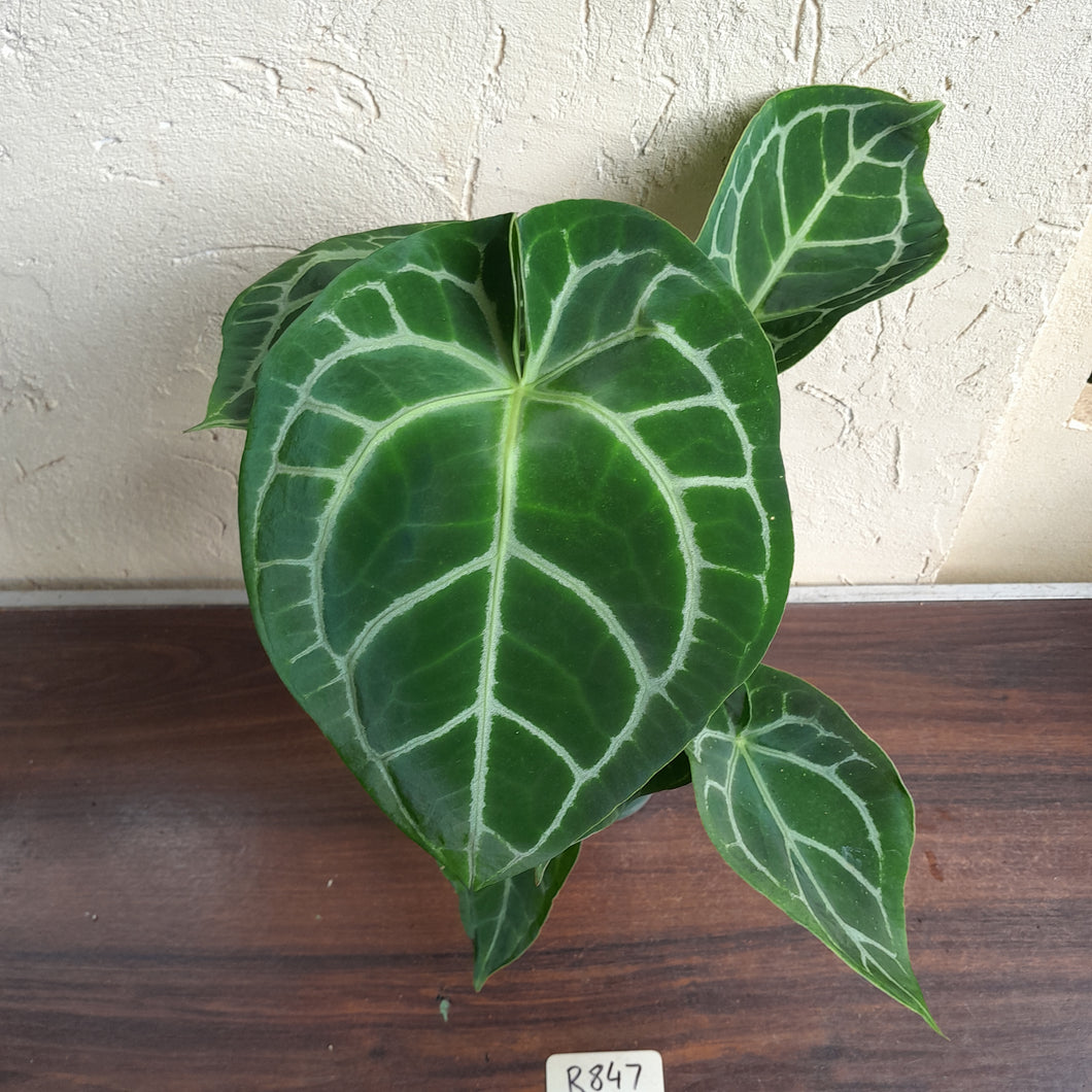 #R847 Anthurium Crystallinum x - With 2 x Pups