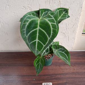 #R847 Anthurium Crystallinum x - With 2 x Pups