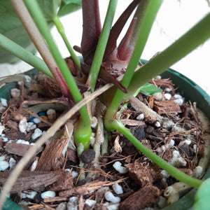 #R847 Anthurium Crystallinum x - With 2 x Pups