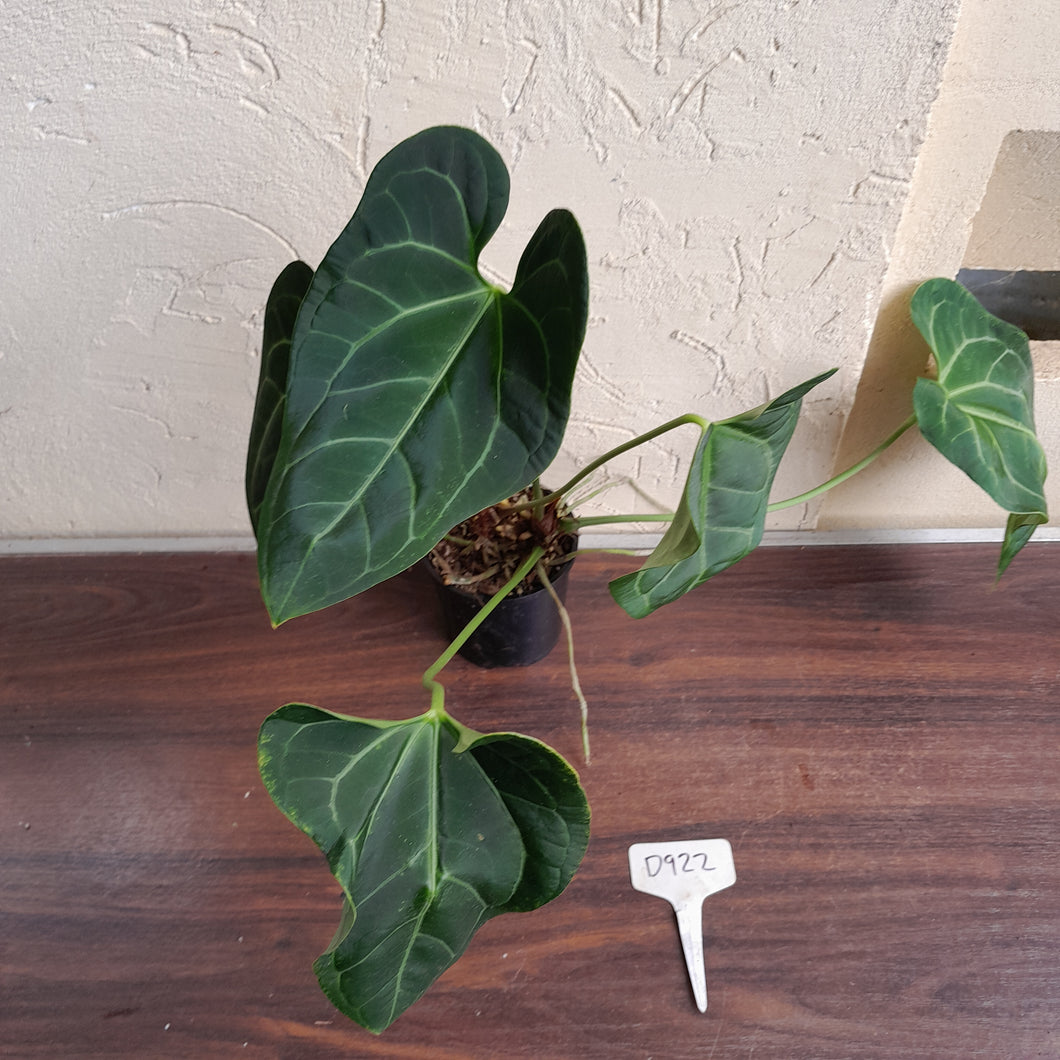 #D922 Two x Large Anthurium NOID - Unique Lobes