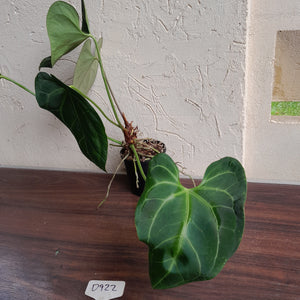 #D922 Two x Large Anthurium NOID - Unique Lobes