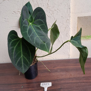 #D922 Two x Large Anthurium NOID - Unique Lobes