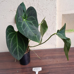 #D922 Two x Large Anthurium NOID - Unique Lobes