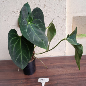 #D922 Two x Large Anthurium NOID - Unique Lobes