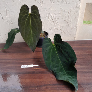 #R843 Large Anthurium Papillilaminum x Warocqueanum - With Pup