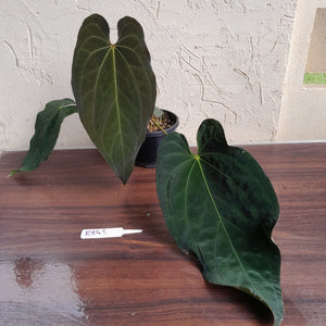 #R843 Large Anthurium Papillilaminum x Warocqueanum - With Pup