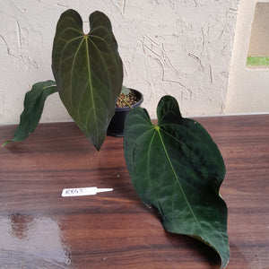 #R843 Large Anthurium Papillilaminum x Warocqueanum - With Pup