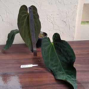 #R843 Large Anthurium Papillilaminum x Warocqueanum - With Pup