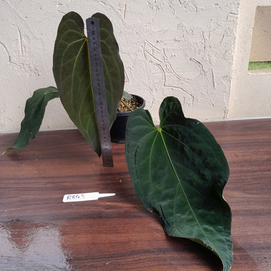 #R843 Large Anthurium Papillilaminum x Warocqueanum - With Pup