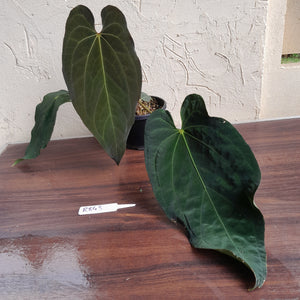 #R843 Large Anthurium Papillilaminum x Warocqueanum - With Pup