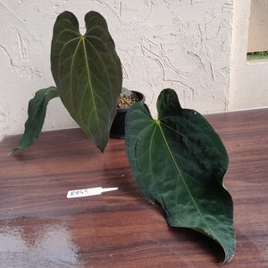 #R843 Large Anthurium Papillilaminum x Warocqueanum - With Pup