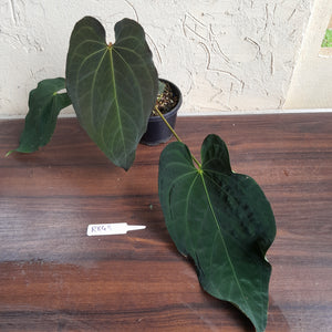 #R843 Large Anthurium Papillilaminum x Warocqueanum - With Pup