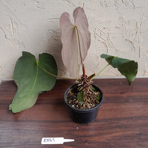 #R843 Large Anthurium Papillilaminum x Warocqueanum - With Pup