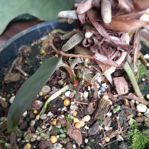 #R843 Large Anthurium Papillilaminum x Warocqueanum - With Pup