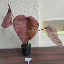 Load image into Gallery viewer, #D15 Caladium