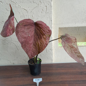 #D15 Caladium