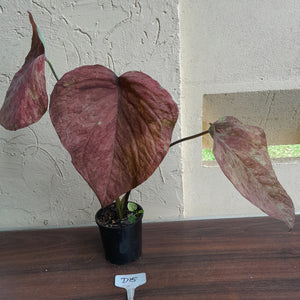 #D15 Caladium