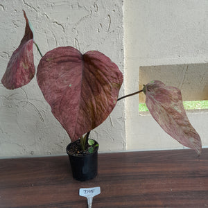 #D15 Caladium