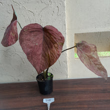 Load image into Gallery viewer, #D15 Caladium