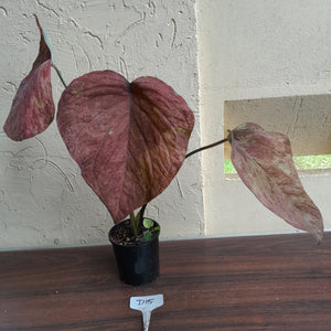 #D15 Caladium