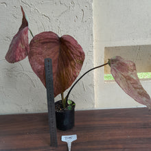 Load image into Gallery viewer, #D15 Caladium