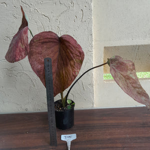 #D15 Caladium