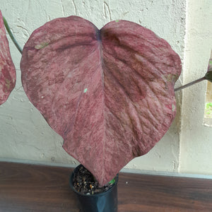 #D15 Caladium