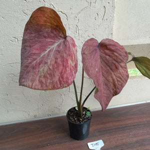 #D15 Caladium