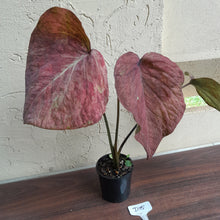 Load image into Gallery viewer, #D15 Caladium