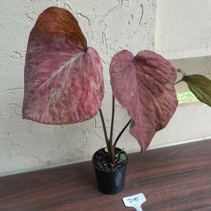 #D15 Caladium