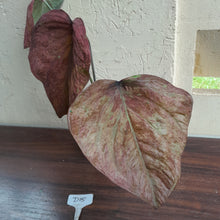 Load image into Gallery viewer, #D15 Caladium